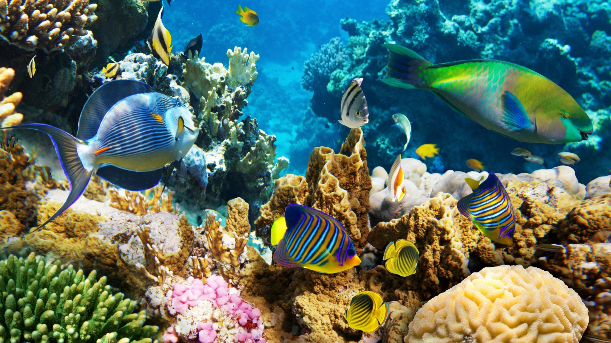 coral-reef-bonaire