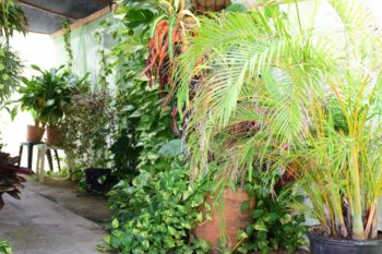 Tanki Leendert Studio Aruba Apartment Rental (1)