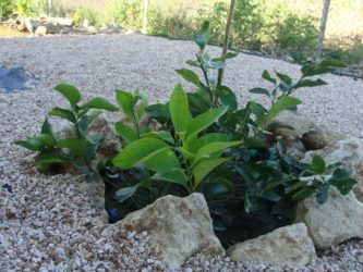 Planten 1