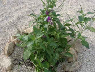 Planten
