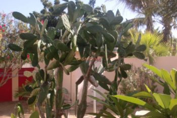 Primavera Aruba Long Term Lange Termijn Woning Huren (66)