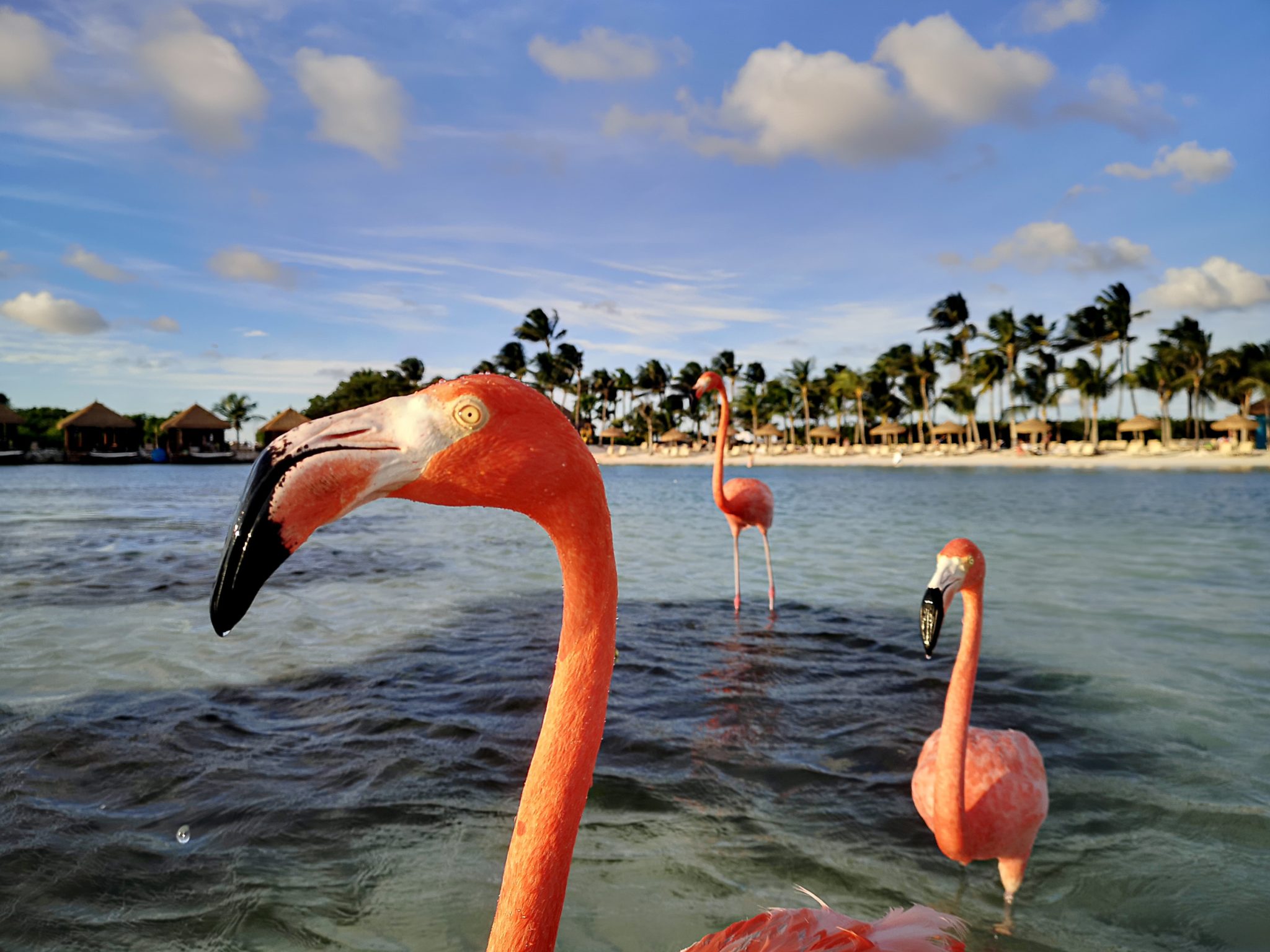 Aruba Flamingo Beach